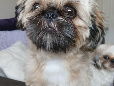 1 male left. (Shih Tzu x Pekingese) in Dublin