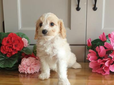 Vet checked, Child Friendly Cavachon puppies in Limerick