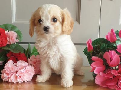 Vet checked, Child Friendly Cavachon puppies in Limerick