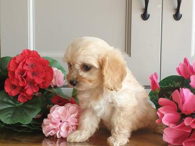 Vet checked, Child Friendly Cavachon puppies in Limerick