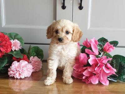 Vet checked, Child Friendly Cavachon puppies in Limerick