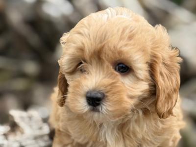 Maltipoo puppies in Cork