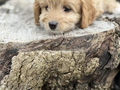 Maltipoo puppies in Cork