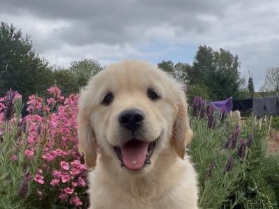 Vet owned IKC Registered Golden Retriever puppies in Wexford
