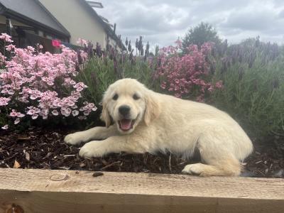 Vet owned IKC Registered Golden Retriever puppies in Wexford