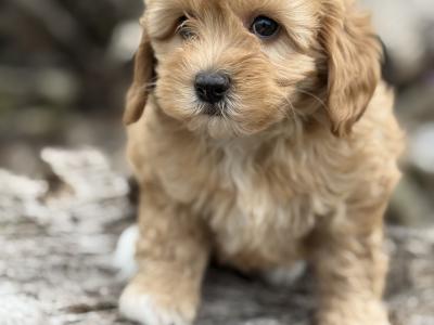 Maltipoo puppies in Cork