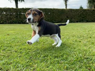 Purebred Beagle puppies in Wexford