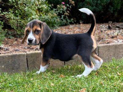 Purebred Beagle puppies in Wexford