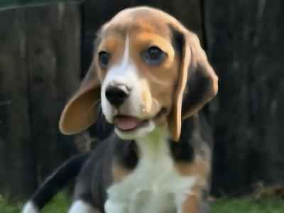 Purebred Beagle puppies in Wexford