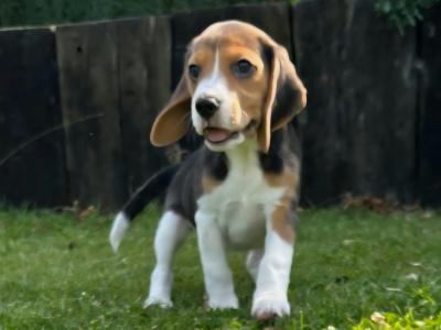 Purebred Beagle puppies in Wexford