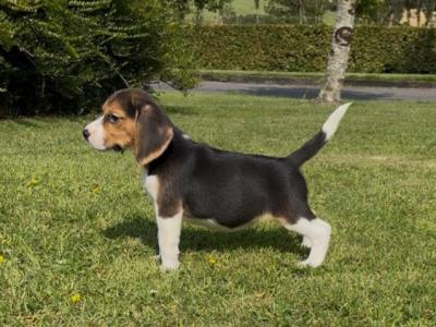 Purebred Beagle puppies in Wexford