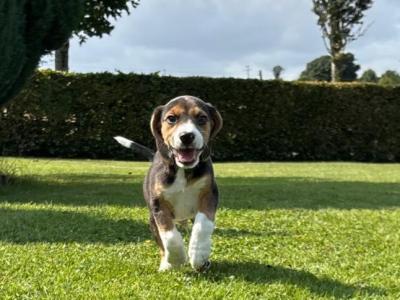 Purebred Beagle puppies in Wexford