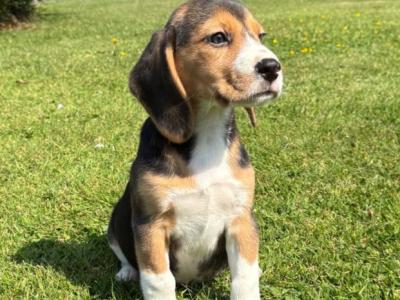Purebred Beagle puppies in Wexford