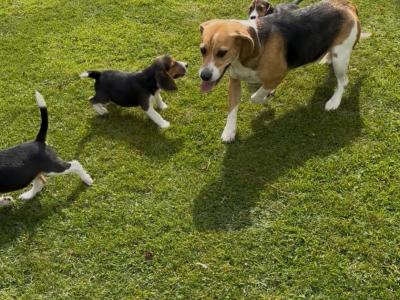 Purebred Beagle puppies in Wexford