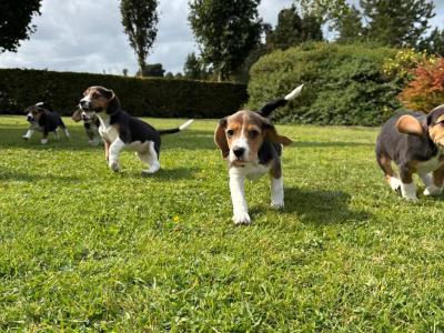 Purebred Beagle puppies in Wexford