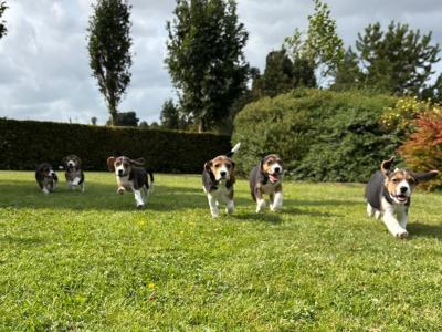 Purebred Beagle puppies in Wexford