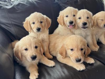 Golden Retriever puppies in Meath