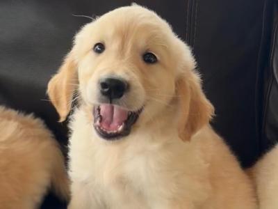 Golden Retriever puppies in Meath