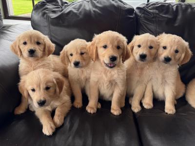 Golden Retriever puppies in Meath