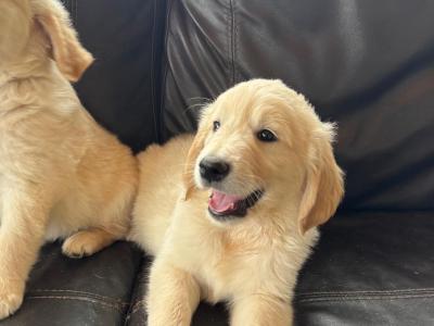 Golden Retriever puppies in Meath