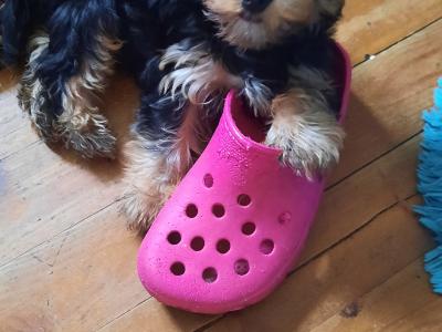 Introducing Adorable Purebred Miniature Yorkshire Terrier puppies, Charlie, Ringo, Poppy and Tara