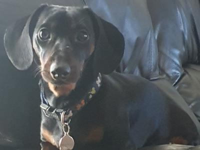 IKC Registered: Loki, Looking to stud Mini Dachshund in Cork