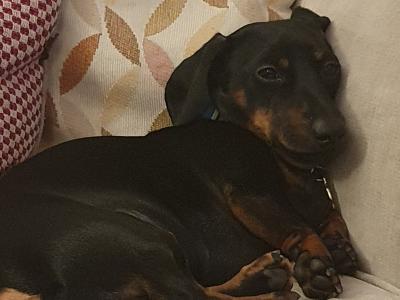 IKC Registered: Loki, Looking to stud Mini Dachshund in Cork