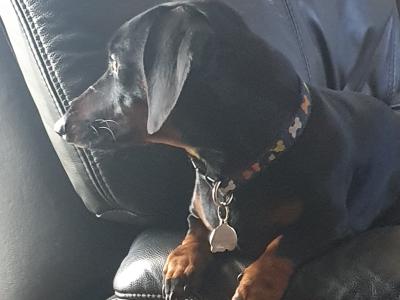 IKC Registered: Loki, Looking to stud Mini Dachshund in Cork