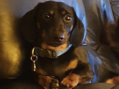IKC Registered: Loki, Looking to stud Mini Dachshund in Cork