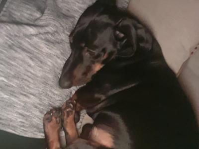 IKC Registered: Loki, Looking to stud Mini Dachshund in Cork