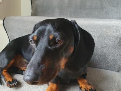 IKC Registered: Loki, Looking to stud Mini Dachshund in Cork