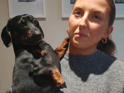 IKC Registered: Loki, Looking to stud Mini Dachshund in Cork