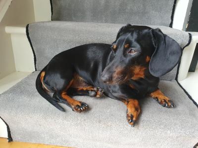 IKC Registered: Loki, Looking to stud Mini Dachshund in Cork