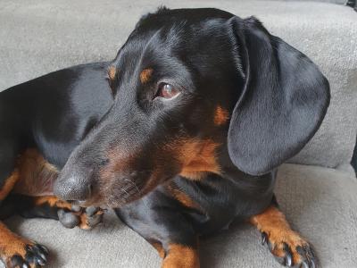 Looking to stud Mini Dachshund in Cork