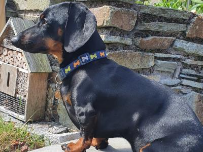 IKC Registered: Loki, Looking to stud Mini Dachshund in Cork