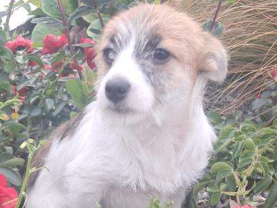 2 beautiful Jack Russells in Tipperary