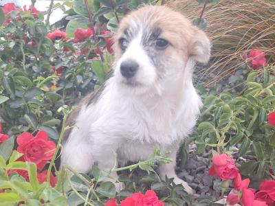 2 beautiful Jack Russell puppies in Tipperary