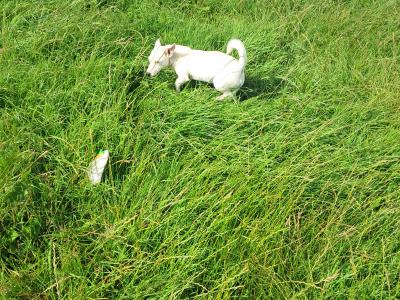 2 beautiful Jack Russells in Tipperary
