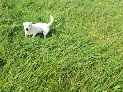 2 beautiful Jack Russells in Tipperary