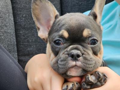Beautiful, Family Raised French Bulldog pups in Dublin