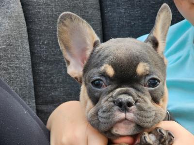 Beautiful, Family Raised French Bulldog puppies in Dublin
