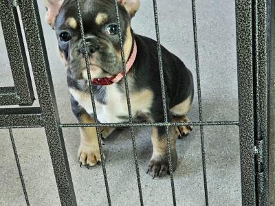 Beautiful, Family Raised French Bulldog pups in Dublin