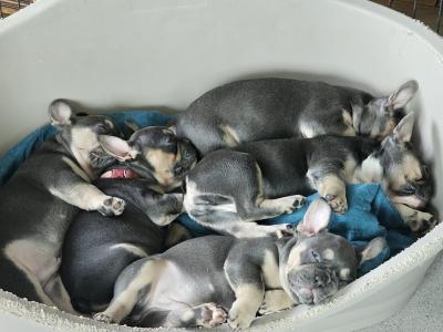Beautiful, Family Raised French Bulldog pups in Dublin