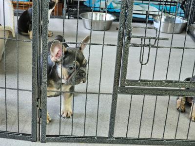 Beautiful, Family Raised French Bulldog pups in Dublin