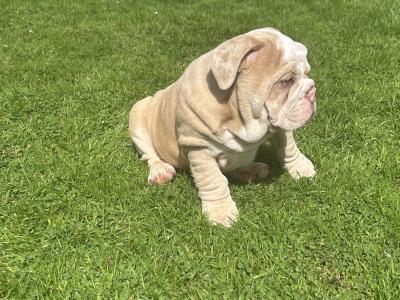 English bulldog