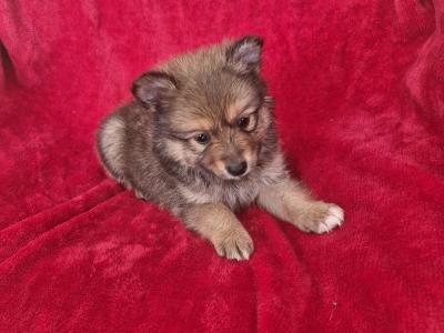 Pomeranian puppies in Clare