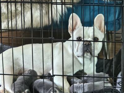 Beautiful, Family Raised French Bulldog pups in Dublin
