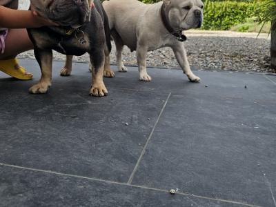 Beautiful, Family Raised French Bulldog pups in Dublin