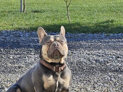 Beautiful, Family Raised French Bulldog pups in Dublin