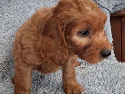 Delightful F1 Red Cockapoo puppies in Cork